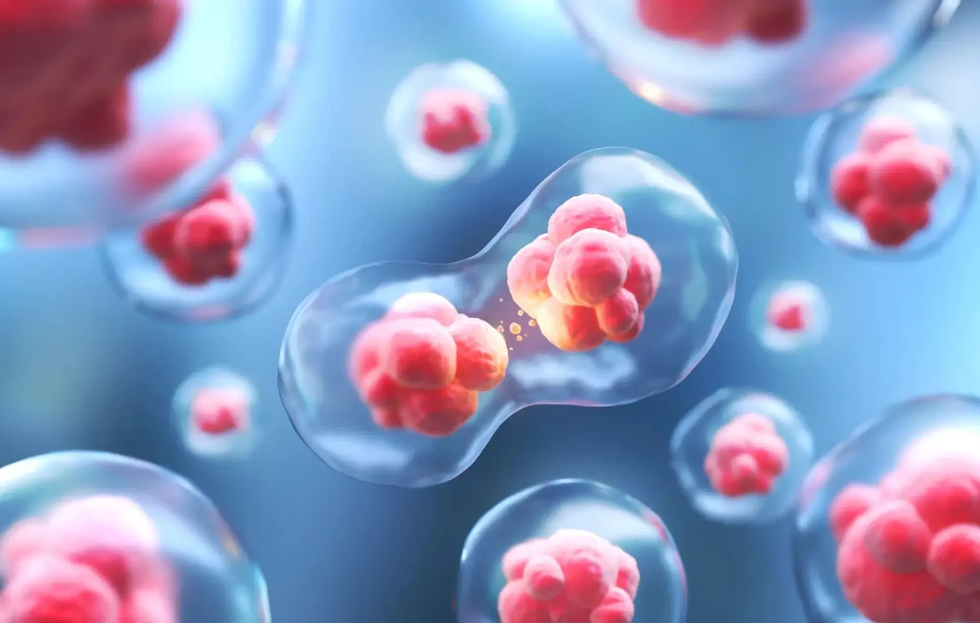 The Difference Between Plant Stem Cells and Human Stem Cells in Skincare